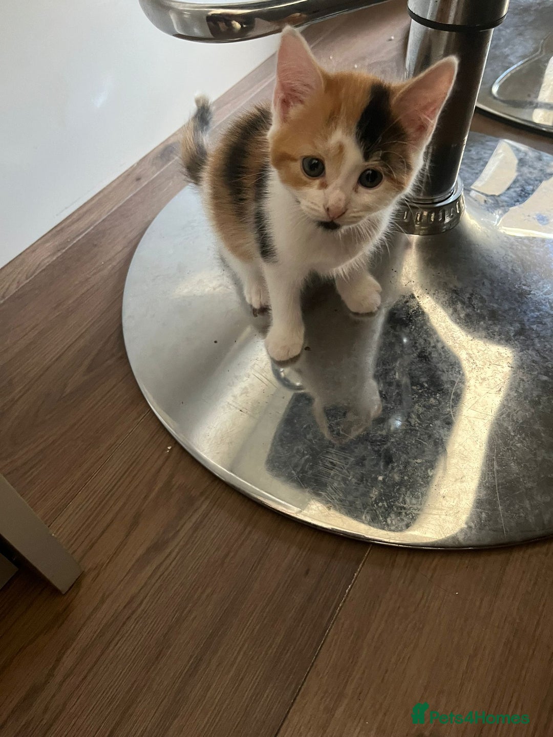Mixed Breed cats for sale: Beautiful mixed litter  - Image 4
