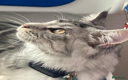 Maine Coon cats for sale: Stunning 9-Month-Old Maine Coon Boy - Image 8