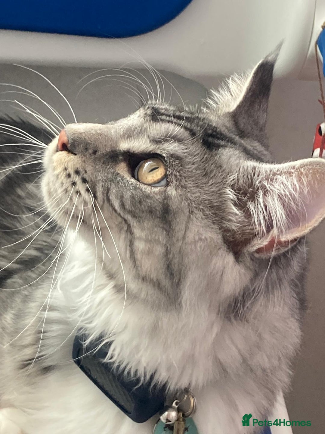 Maine Coon cats for sale: Stunning 9-Month-Old Maine Coon Boy - Image 8