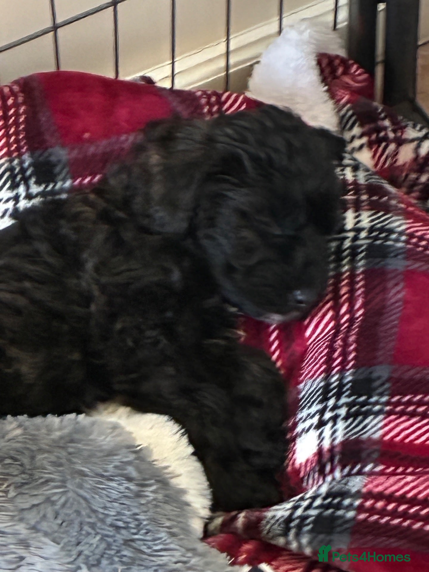 Labradoodle dogs Rare and outstanding labradoodles - Advert 1