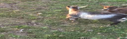 Goats livestock for sale: Entire pygmy Billy kid - Advert 5