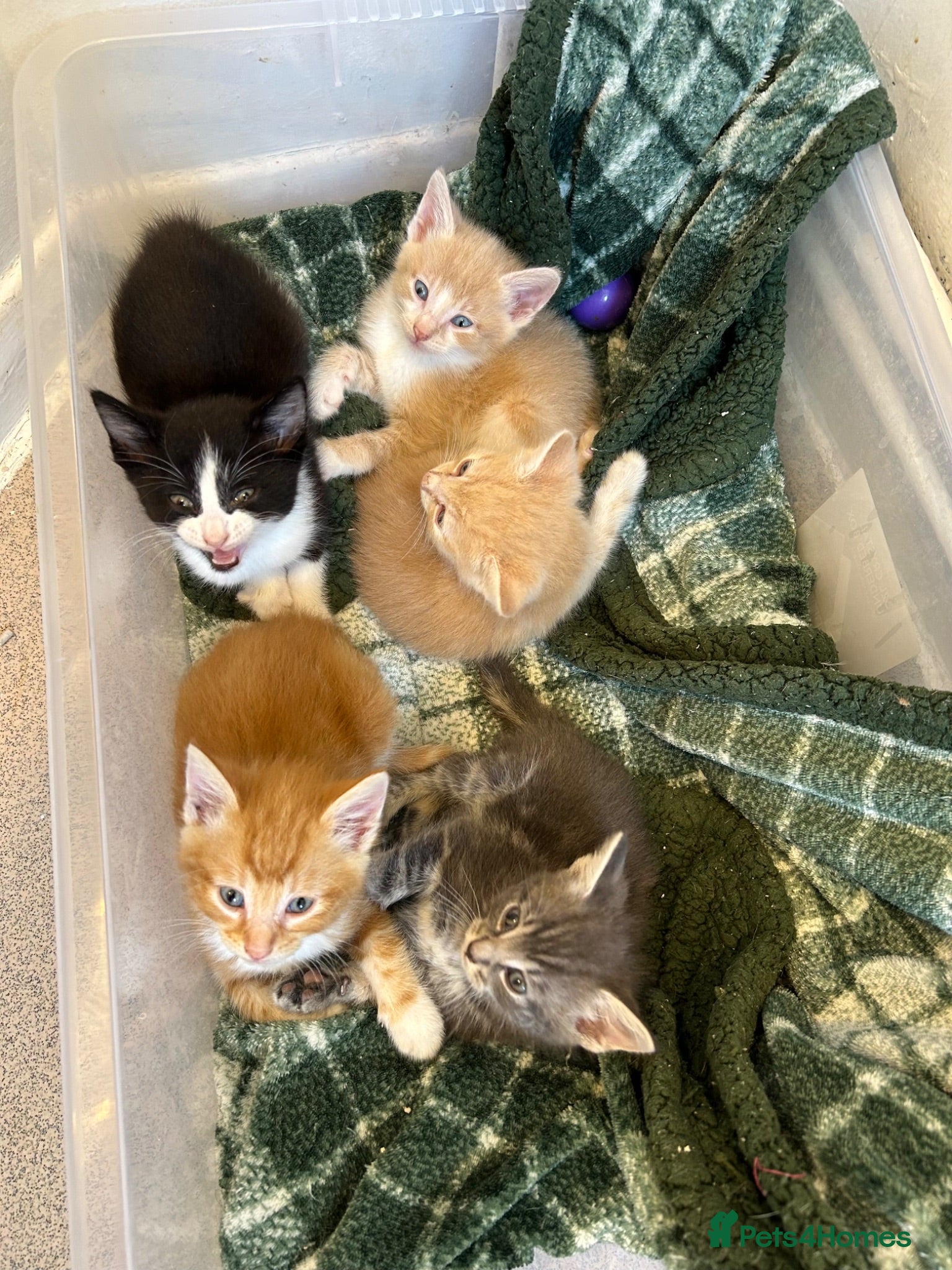 Mixed Breed cats Gorgeous Kittens Ready For Reserving  - Advert 16