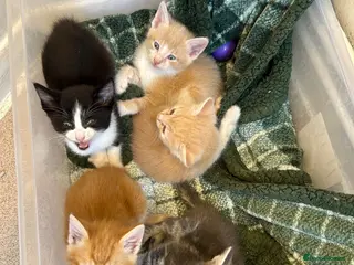 Mixed Breed cats Gorgeous Kittens Ready For Reserving - Advert 5