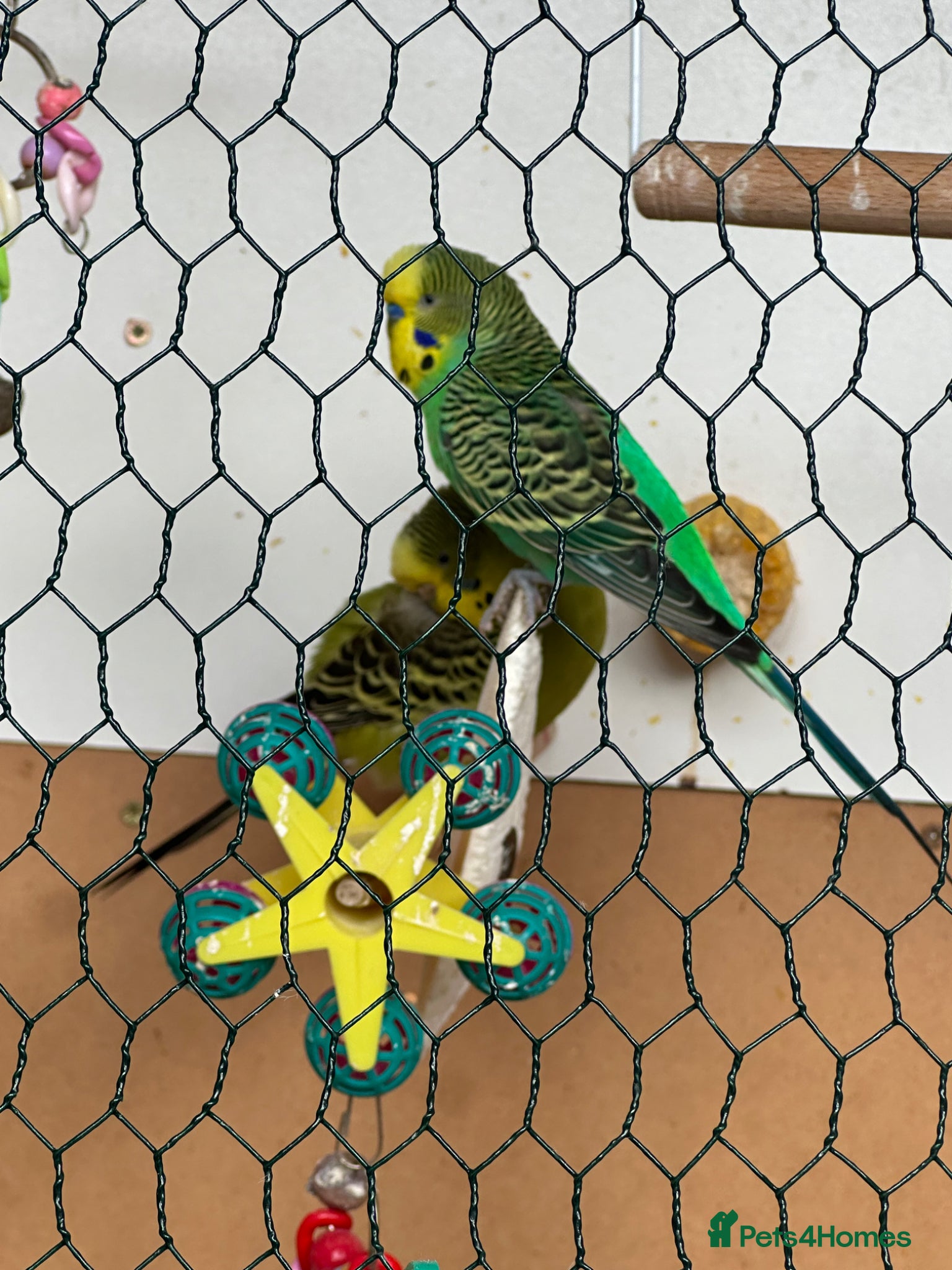 Budgerigars birds Lovely bonded pair  - Advert 1