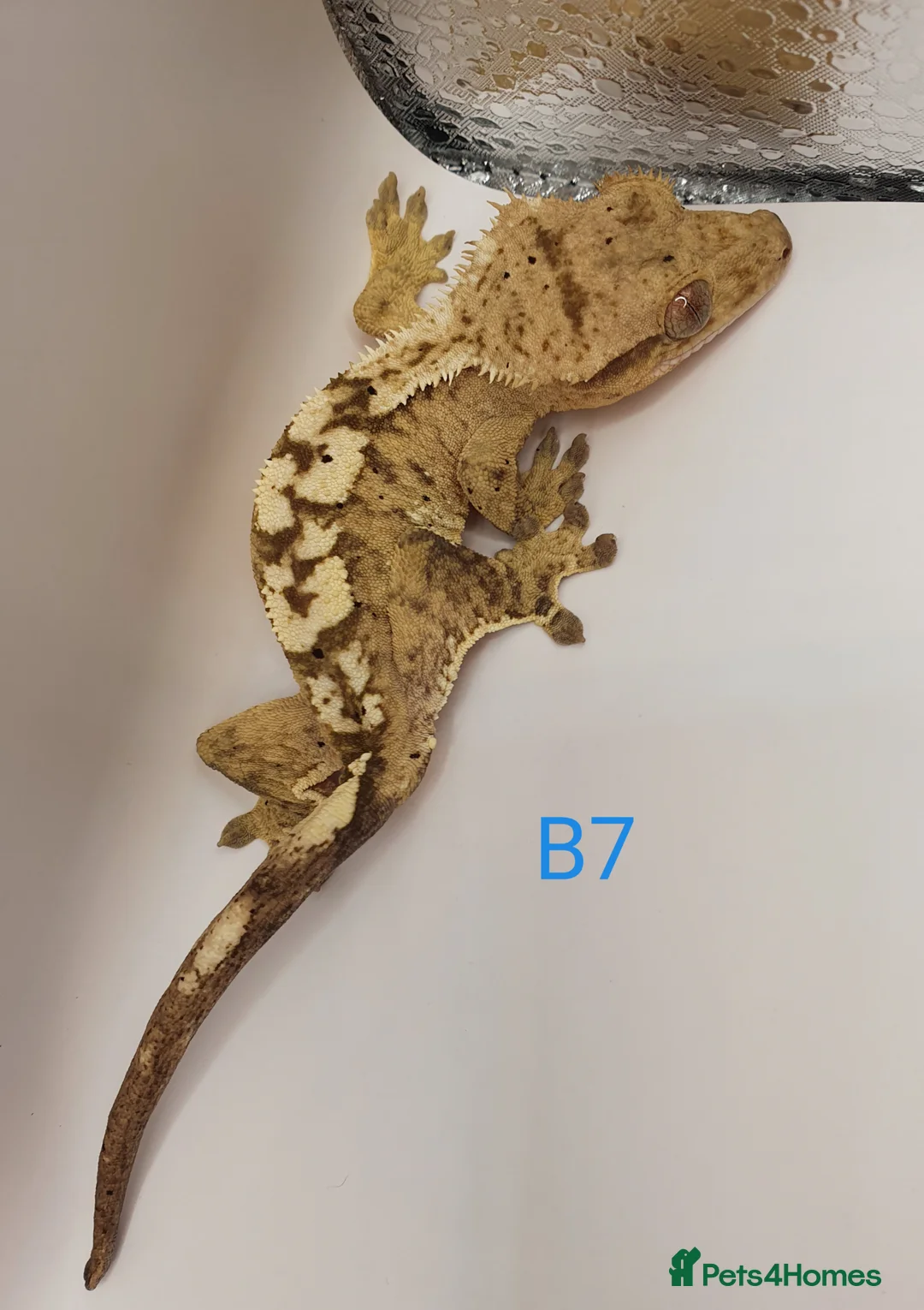Gecko reptiles for sale: Sub adult crested geckos - Advert 22
