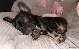 French Bulldog dogs for sale: Last boy for sell needs his forever home  - Image 2