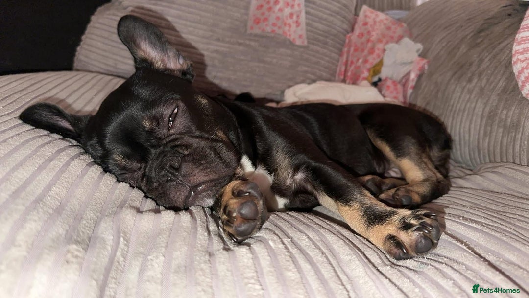 French Bulldog dogs for sale: Last boy for sell needs his forever home  - Image 2