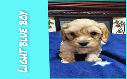 Cavapoo dogs for sale: Beautiful cavapoo litter - Image 5