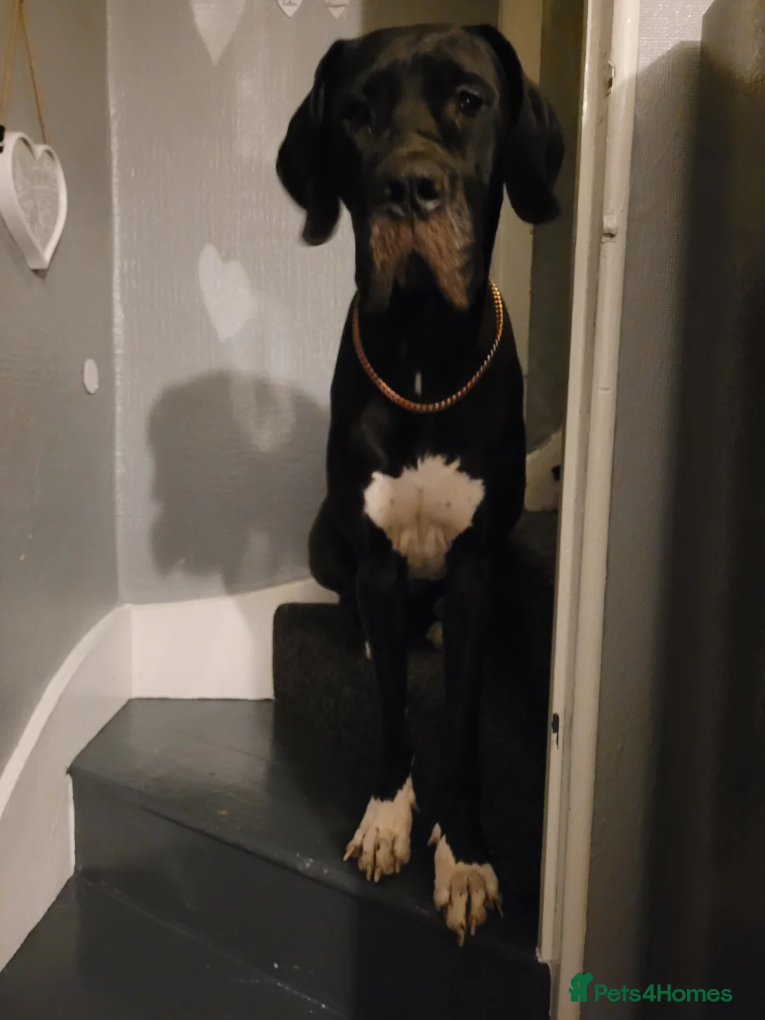 Great Dane dogs for sale: Dolcy - Advert 3