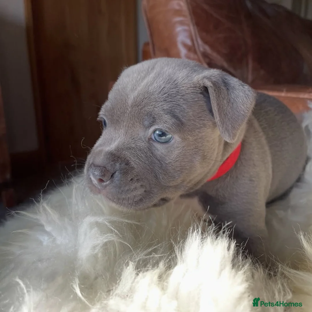Staffordshire Bull Terrier dogs for sale: Beautiful Staffordshire Bull Terrier Puppies  in Bristol - Advert 2