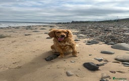 Cockapoo dogs for sale: Beautiful Cockapoo Puppies – Ready Early New Year - Advert 4