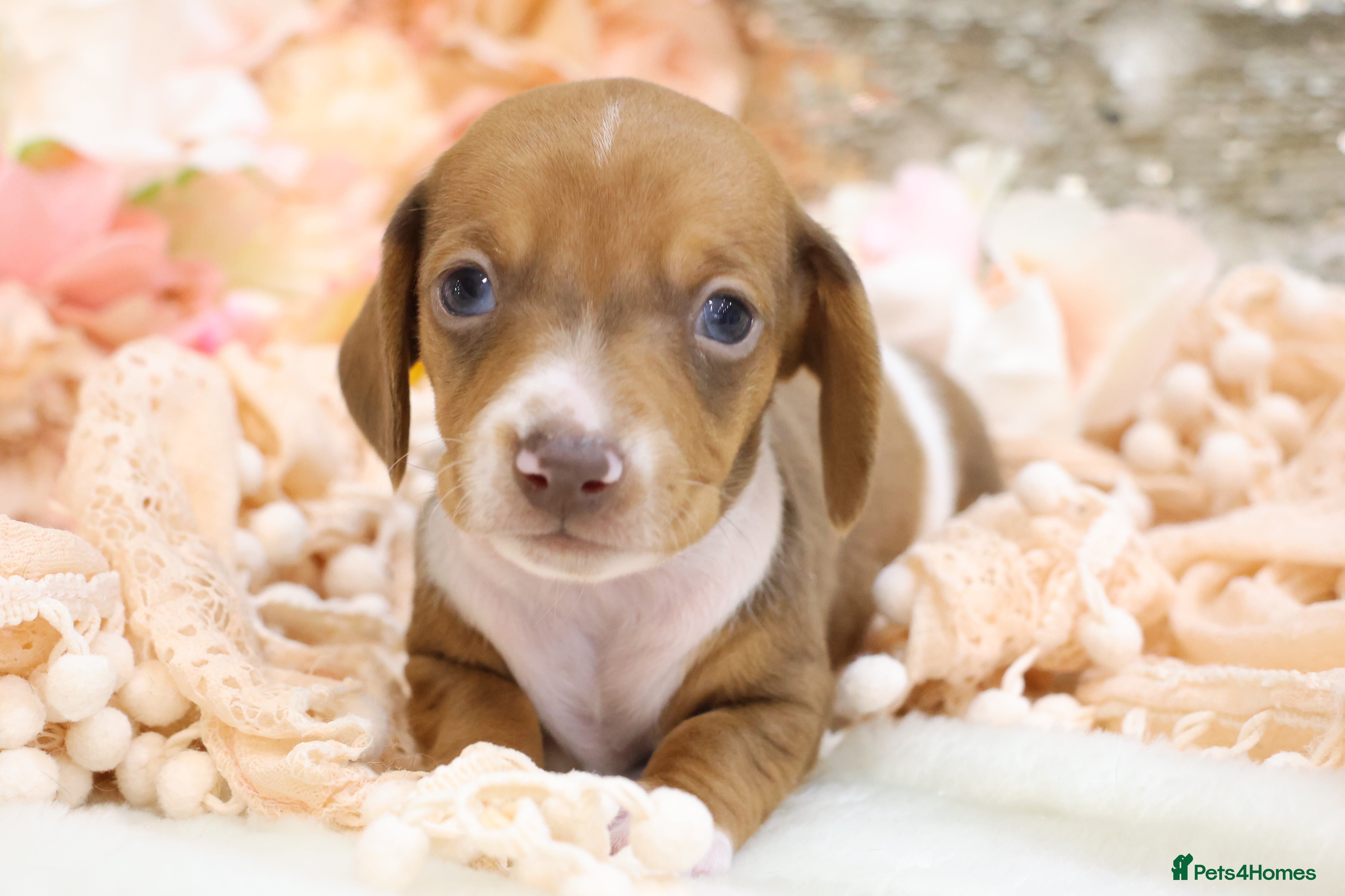 Miniature Dachshund dogs KC Miniature Dachshund Puppies - Advert 7