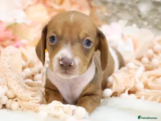 Miniature Dachshund dogs KC Miniature Dachshund Puppies - Advert 7