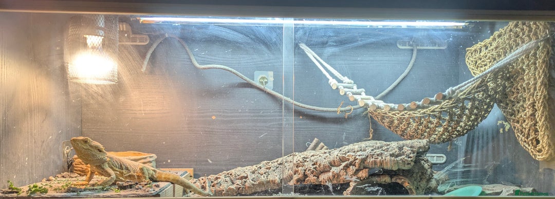 Bearded Dragon reptiles for sale: Bearded dragon and viv - Advert 2