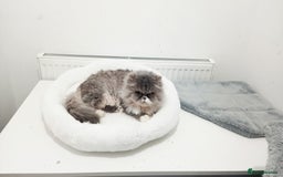 Persian cats for sale: Mother & daughter rehoming together pls - Image 4