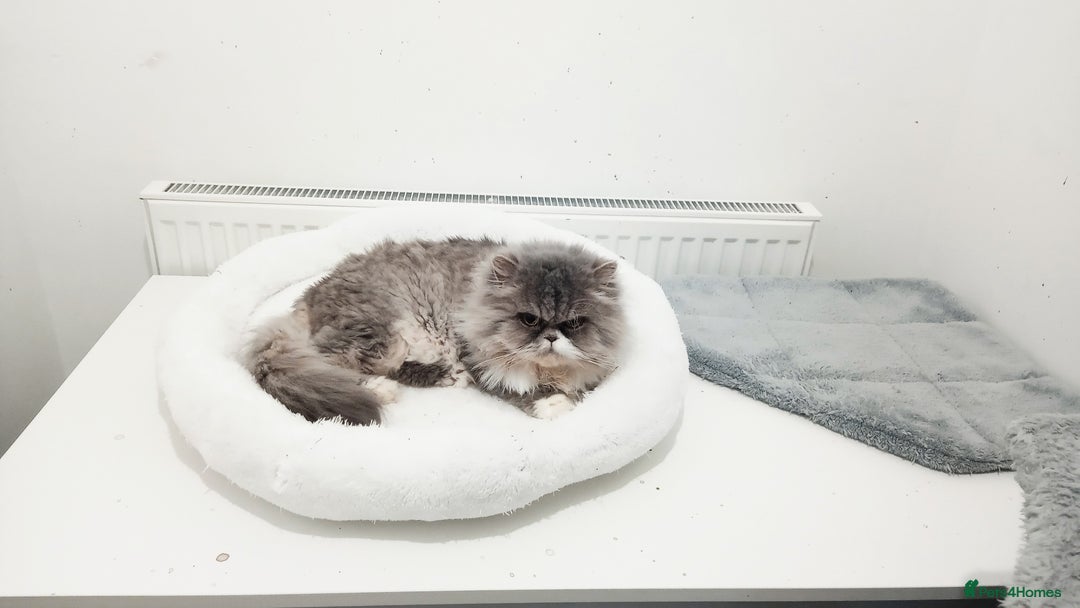 Persian cats for sale: Mother & daughter rehoming together pls - Image 4