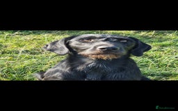 Mixed Breed dogs for sale: collie cross Hungarian vizler - Image 6