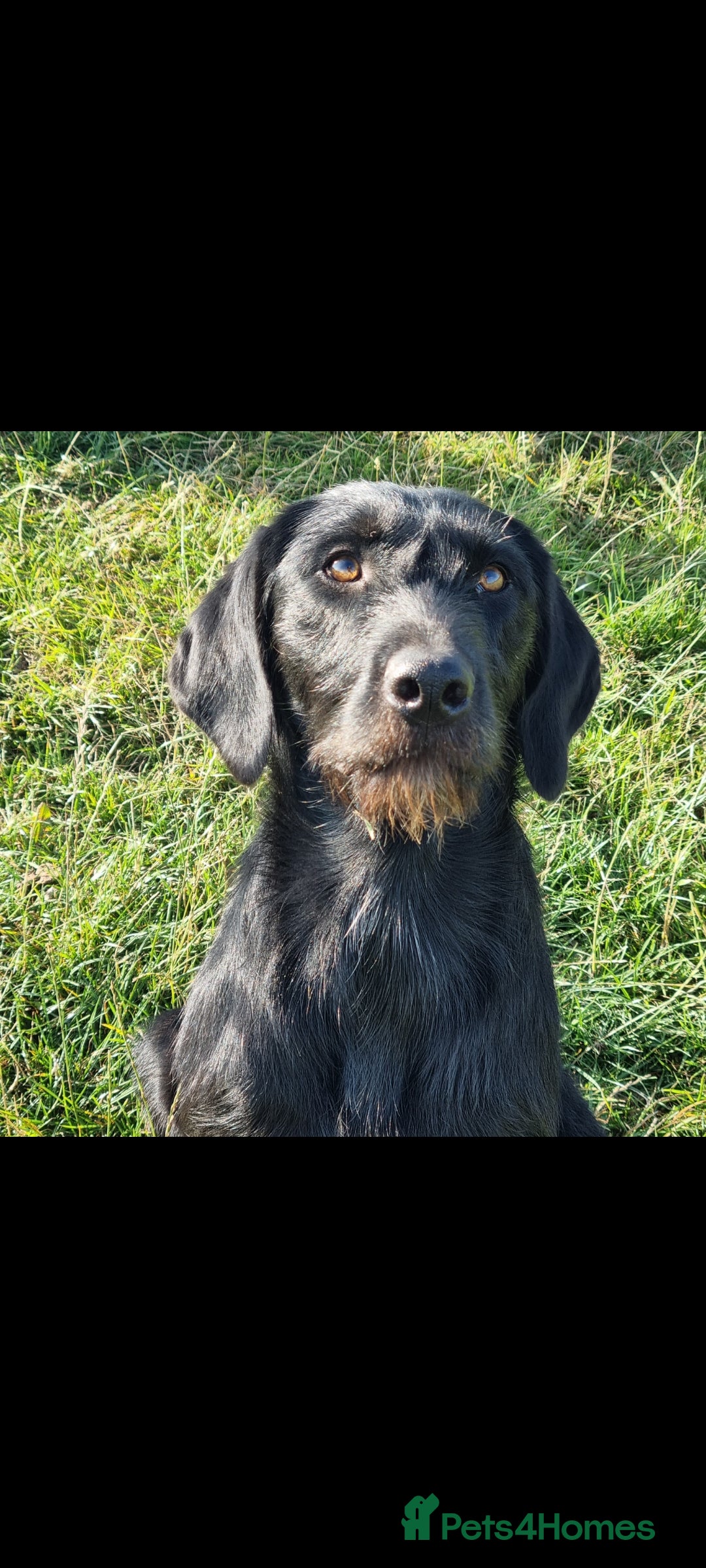 Mixed Breed dogs for sale: collie cross Hungarian vizler - Image 6