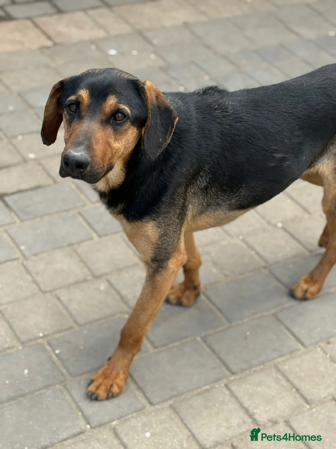 Mixed Breed dogs for adoption: Cute Pedro is ready to find his family - Advert 1