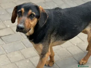 Mixed Breed dogs Cute Pedro is ready to find his family - Advert 10