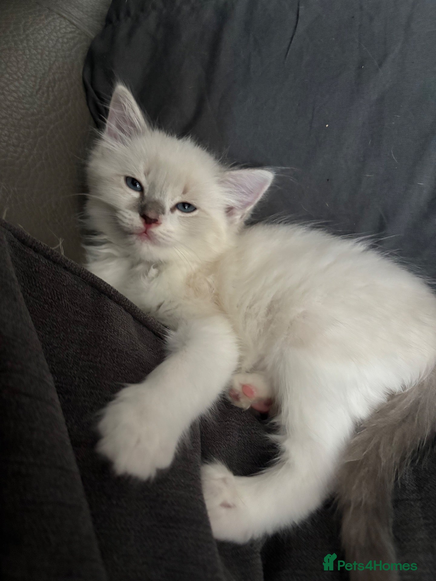 Ragdoll cats  Ready NOW!! Last male ragdoll lilac/ seal  - Advert 2