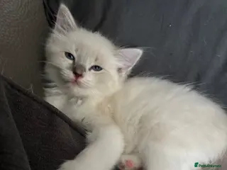 Ragdoll cats Ready NOW!! Last male ragdoll lilac/ seal - Advert 2