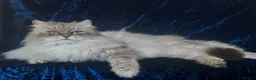 Siberian cats for sale: Pure Siberian kittens For Sale  - Advert 10