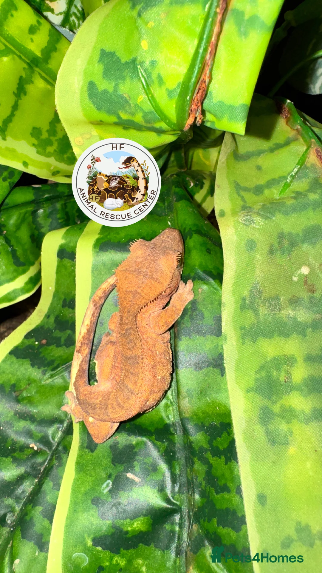 Gecko reptiles for sale: Lizards for rehome  - lot to choose from  in Nottingham - Advert 9