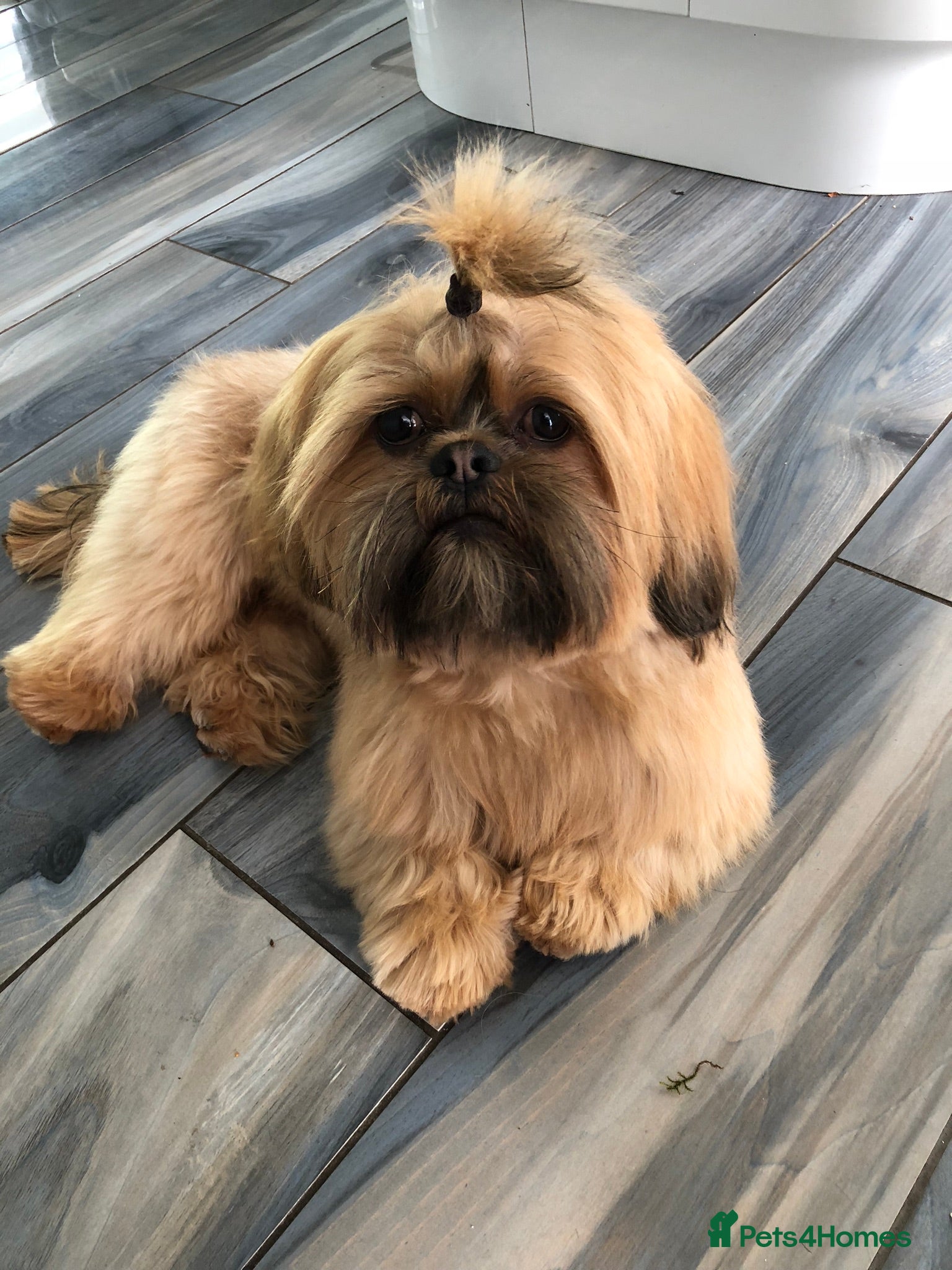 Shih Tzu dogs for stud: Shih tzu stud  in Glasgow - Advert 2