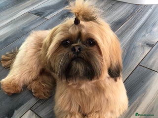 Shih Tzu dogs in Glasgow - Advert 7