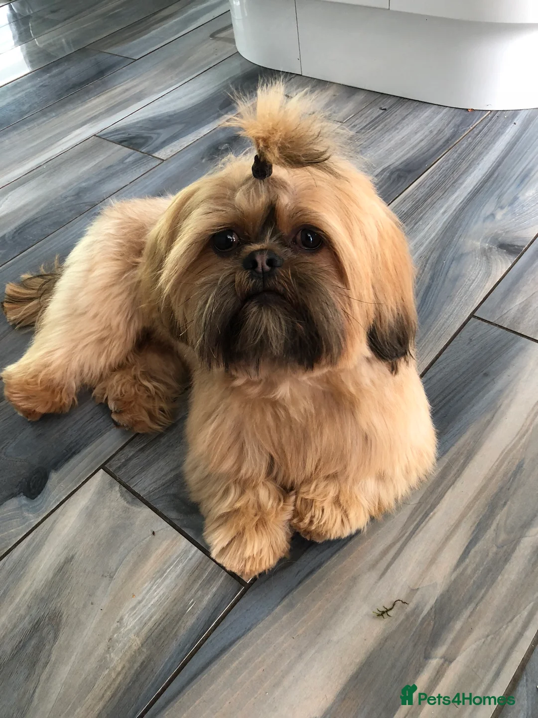 Shih Tzu dogs for stud: Shih tzu stud  in Glasgow - Advert 1