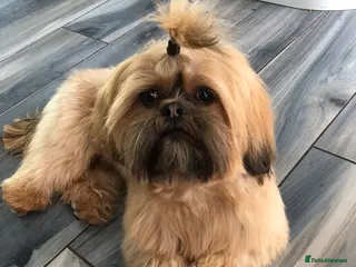 Shih Tzu dogs Shih tzu stud in Glasgow - Advert 1