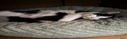 Domestic Shorthair cats for sale: Lovely playful kittens  - Advert 5