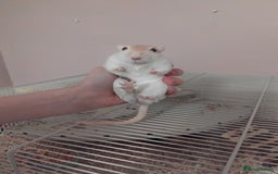 Gerbil rodents for sale: 3males gerbils and set up  - Advert 3