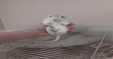 Gerbil rodents 3males gerbils and set up  - Advert 9