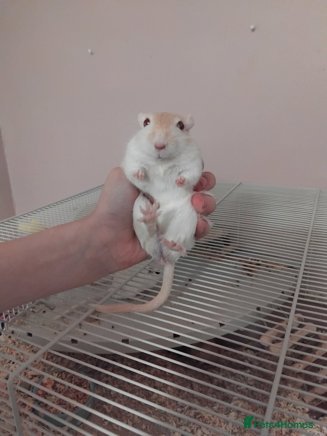 Gerbil rodents for sale: 3males gerbils and set up  - Advert 3