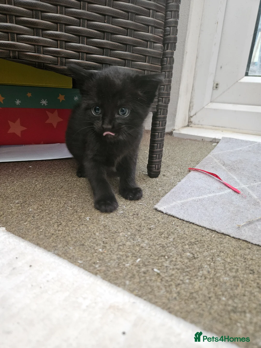 Mixed Breed cats for sale: Kittens  - Advert 2