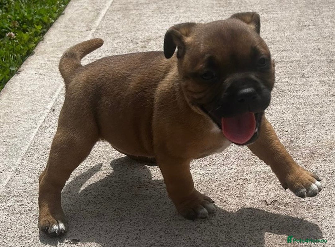 Staffordshire Bull Terrier dogs for stud: Our Red Boy Available For Stud in Pontypridd - Image 18