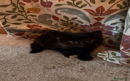 Mixed Breed cats for sale: Mixed Breed kittens - Advert 3