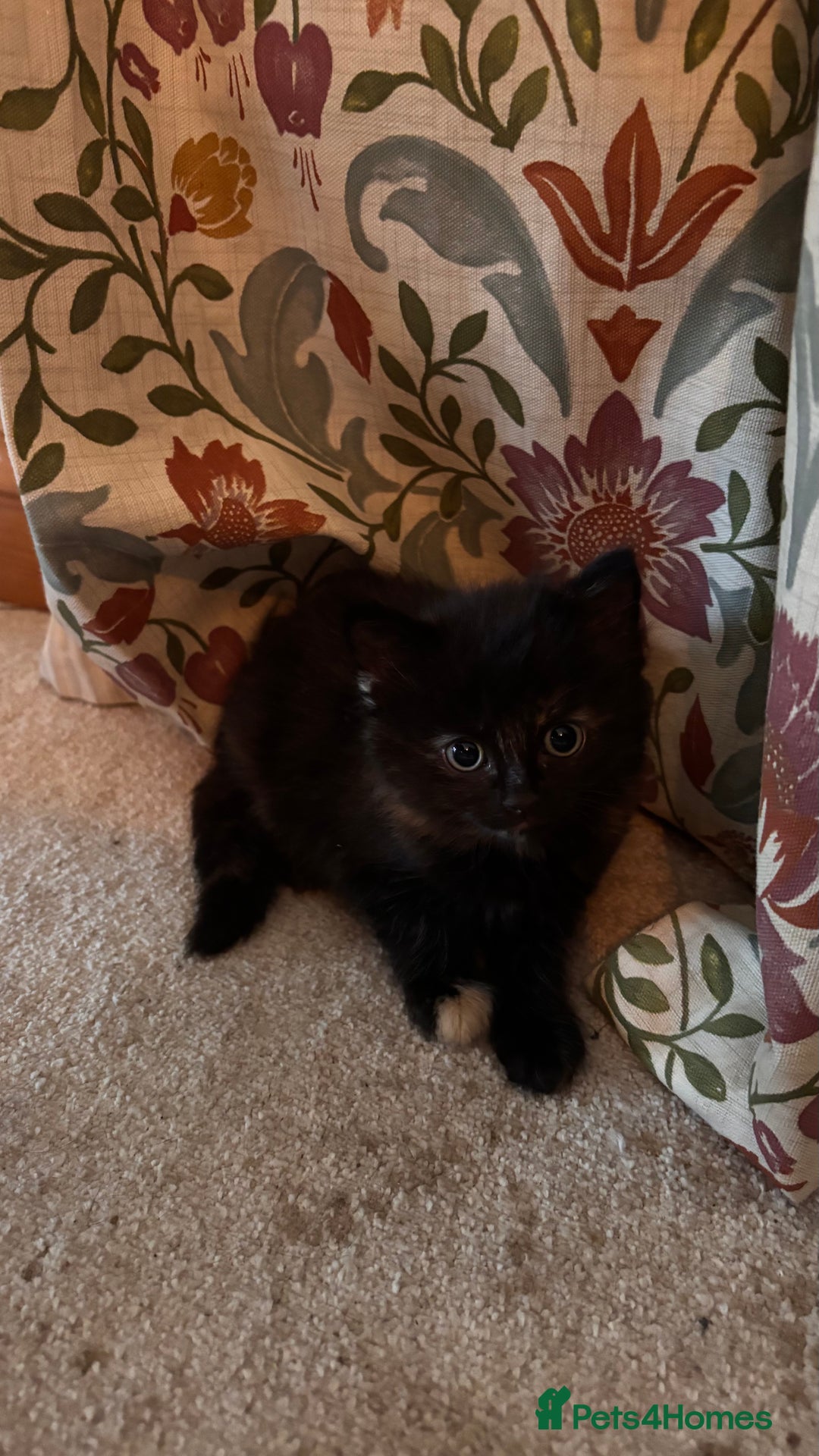 Mixed Breed cats for sale: Mixed Breed kittens - Advert 3