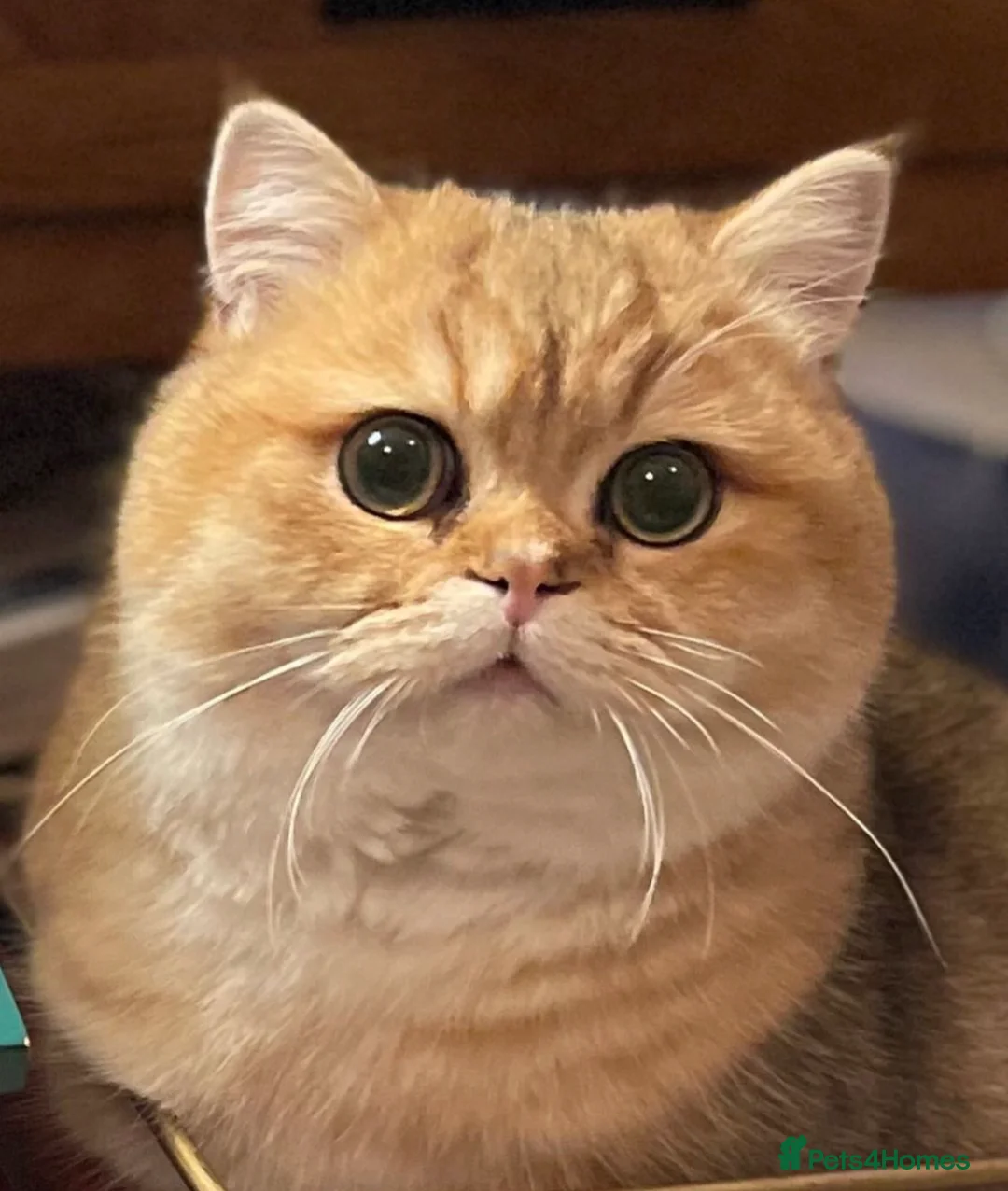 British Shorthair cats for stud: Love Bug NY12 for Stud Duties ONLY in Alton - Advert 9