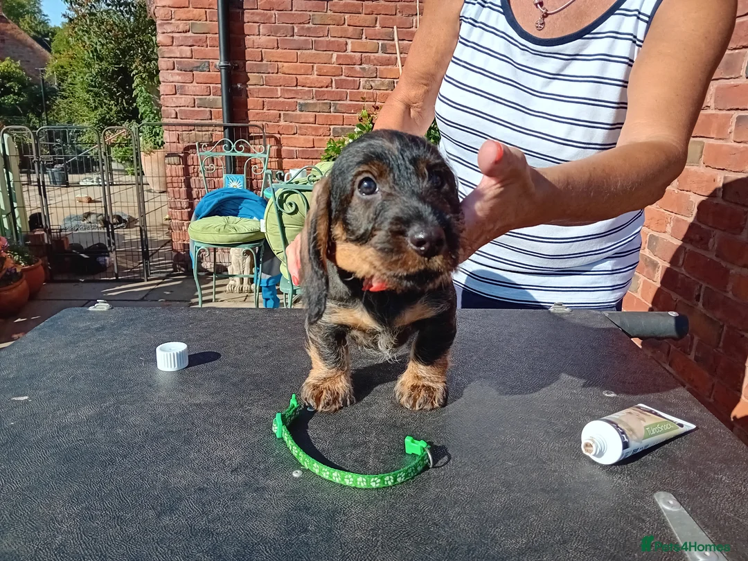 Dachshund dogs for sale: Standard Wirehaired Dachshunds  in Whitchurch - Advert 2