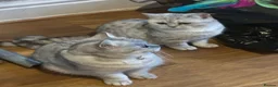 British Shorthair cats for sale: British Shorthair Kittens for sale - Advert 6