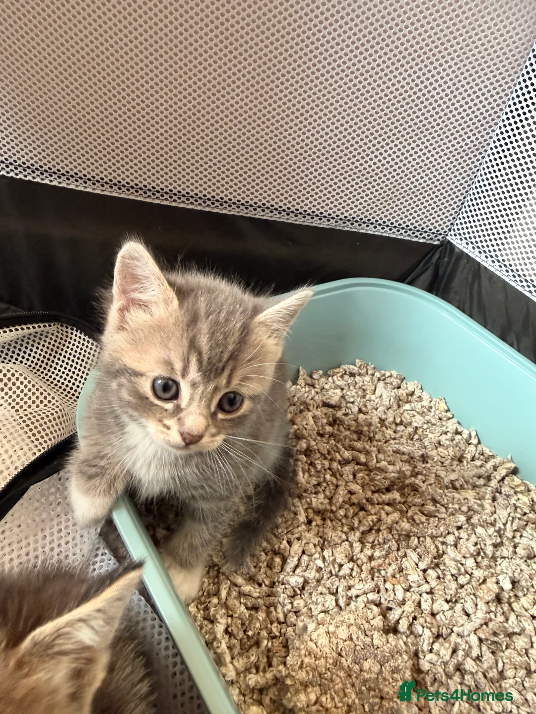 Mixed Breed cats for sale: British shorthair x Bengal kittens available  in Stoke-on-Trent - Advert 3