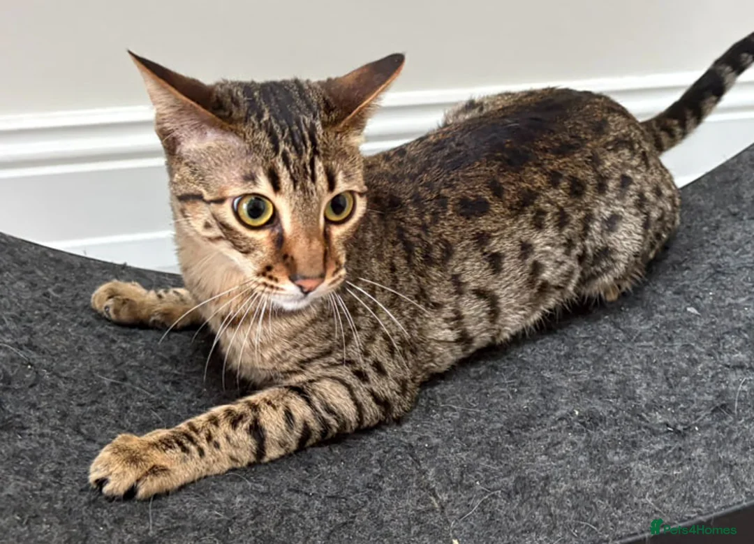 Savannah cats for sale: F5 SBT Savannah sisters Squealer, Shyler and Lily - Advert 10