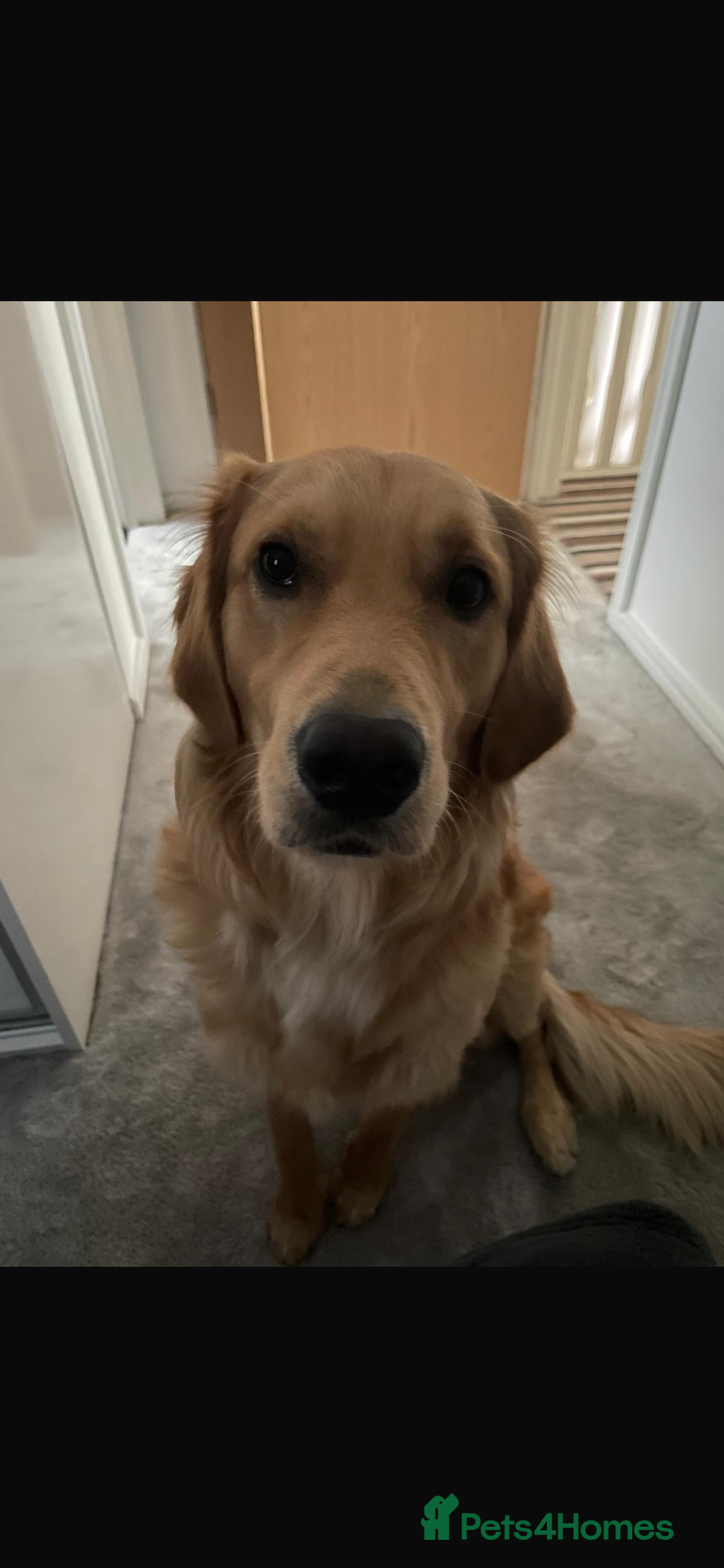 Golden Retriever dogs for sale: Alife  - Advert 4