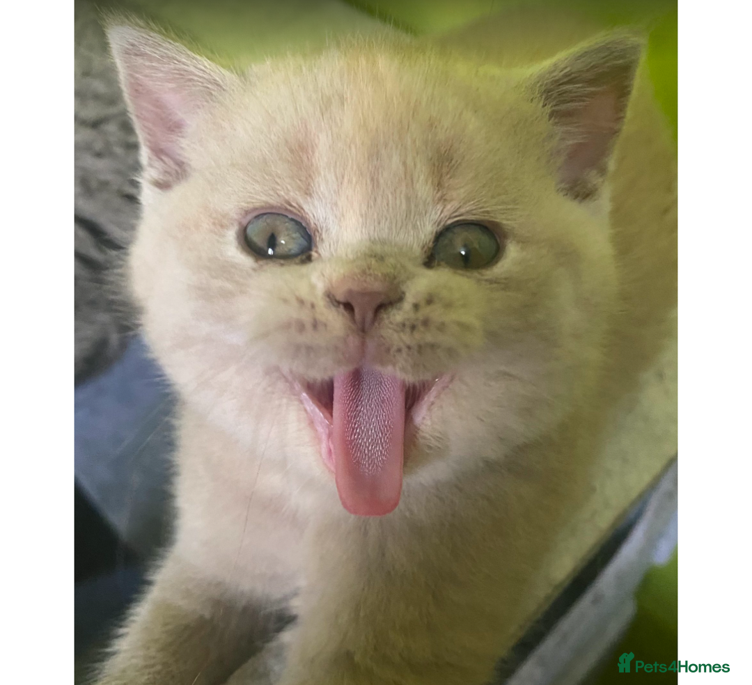 British Shorthair cats for sale: British Shorthair Kittens Lilac, Lilac Cream GCCF  - Image 6