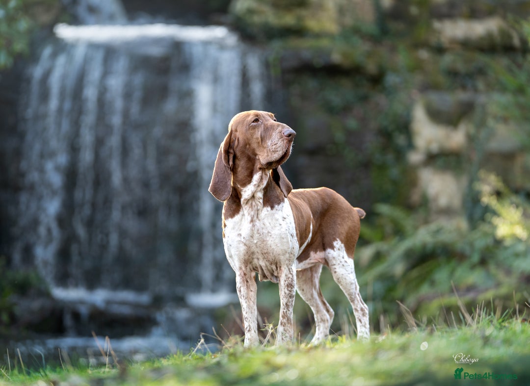 Bracco Italiano dogs for sale: Puppies due end of Jan!!   - Advert 10