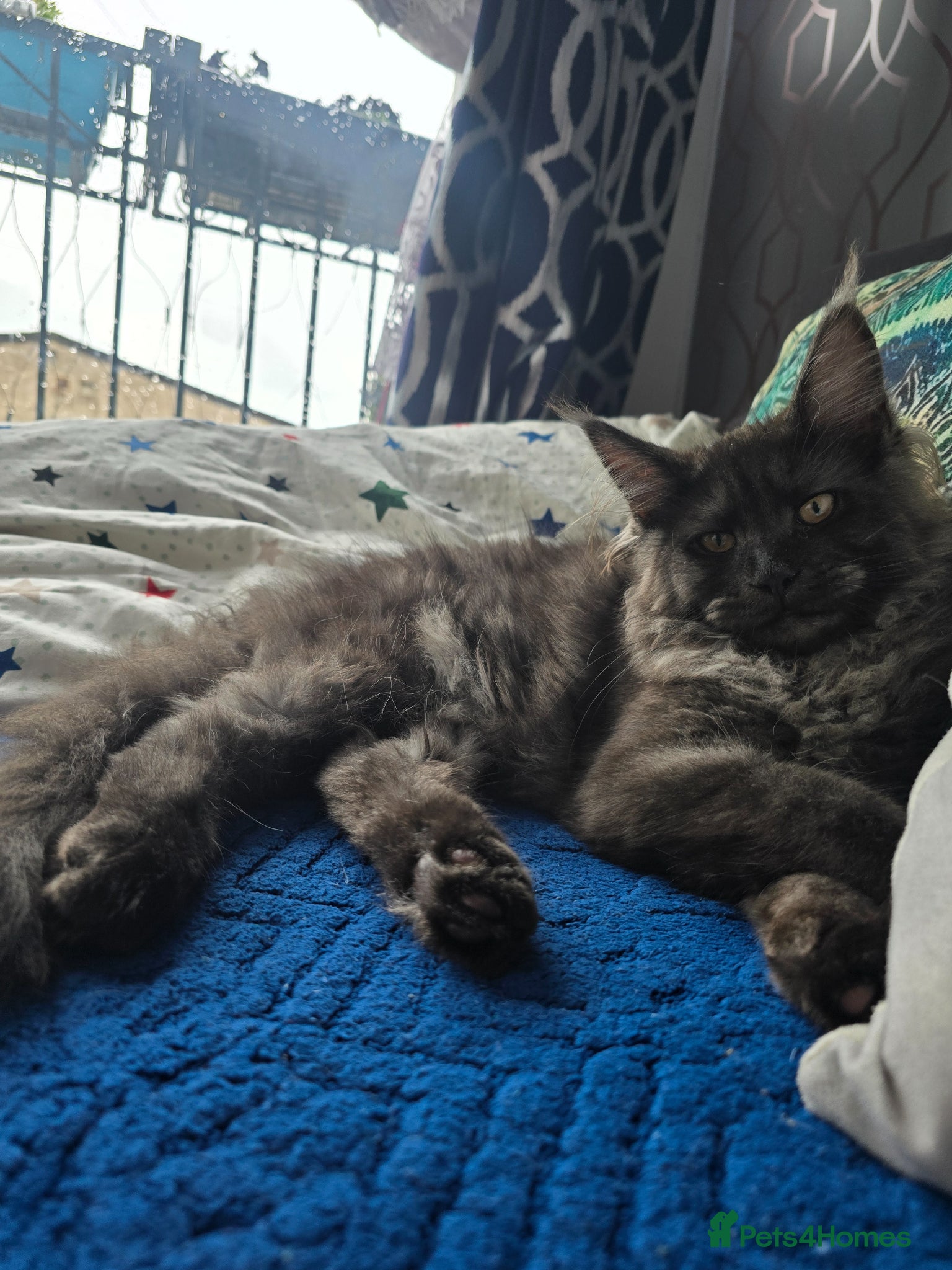 Maine Coon cats Only 1 girl and 1 boy TICA Maine coons available!  - Advert 7