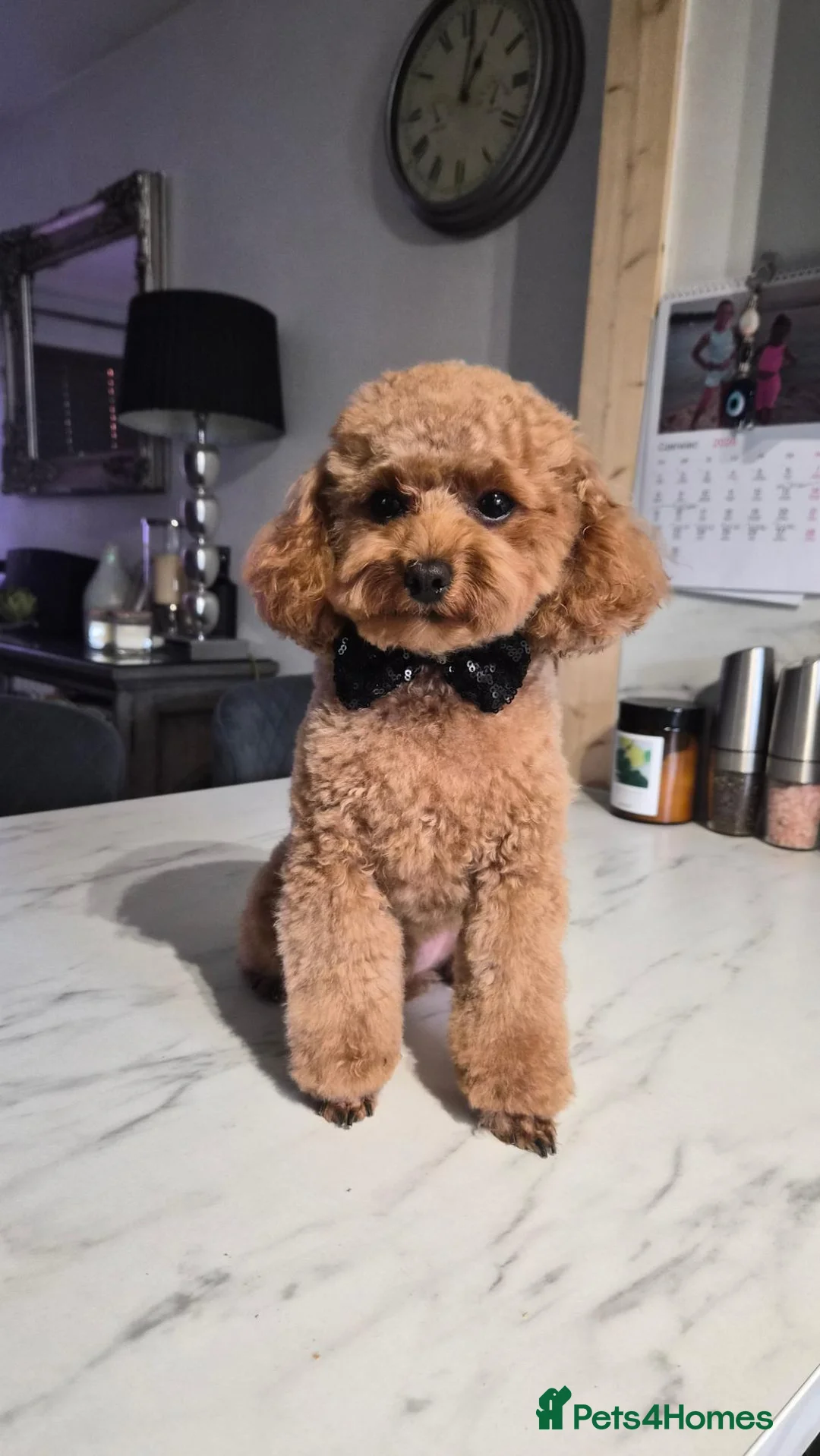 Toy Poodle dogs for stud: 🐩 Toy Poodle Female Wanted for Mating in Warwick - Advert 3